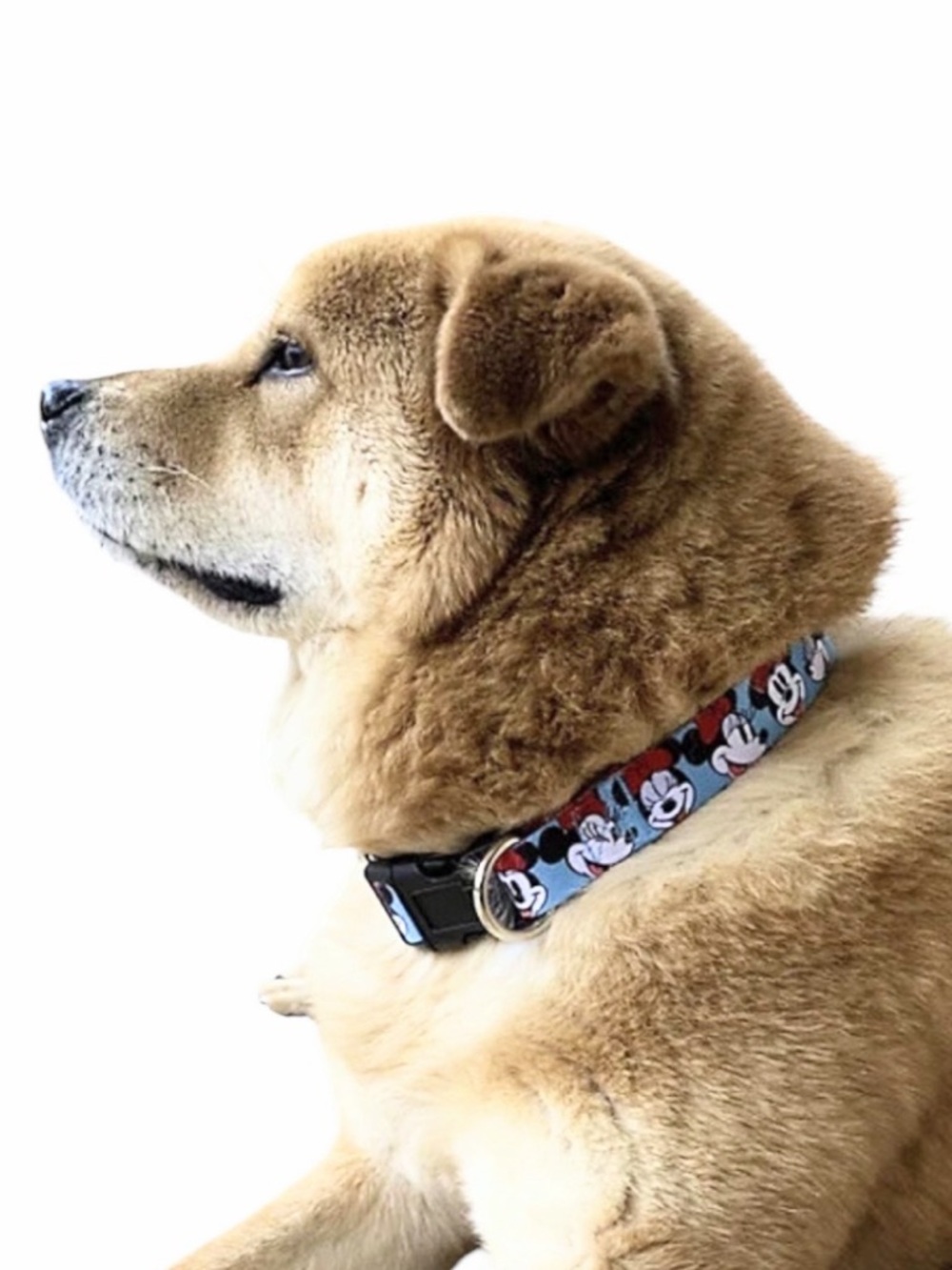 Disney Minnie Mouse Dog Collar M NWT Blue Adjustable 12.9–20.5”